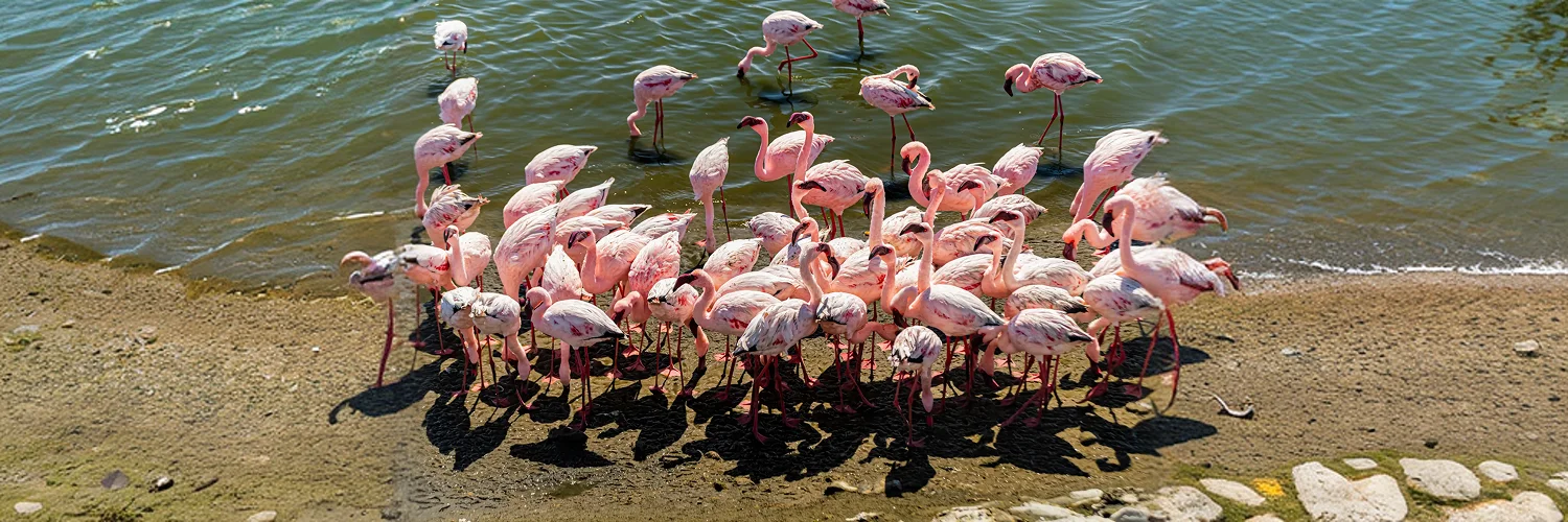 package hotel listing